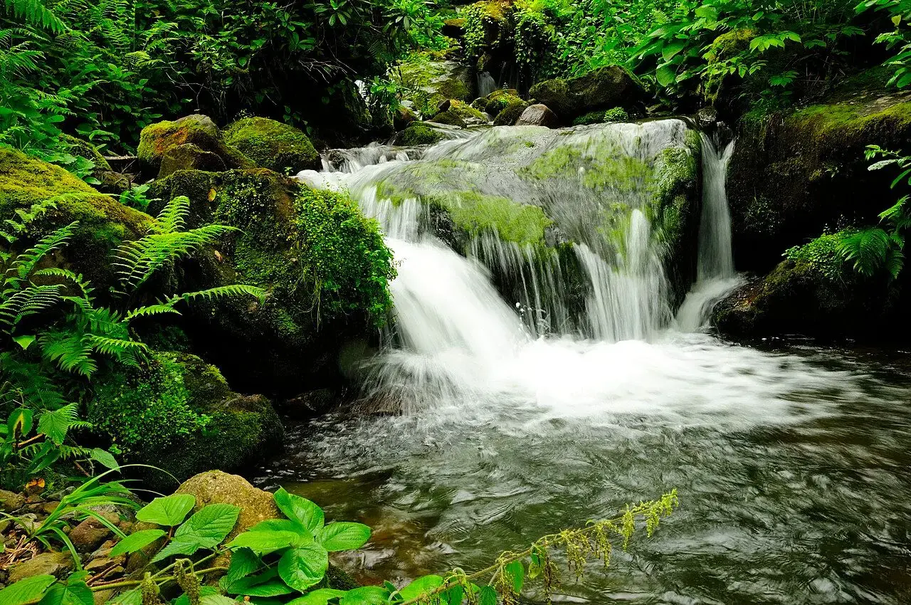 Small waterfall among ferns in Mtirala National Park