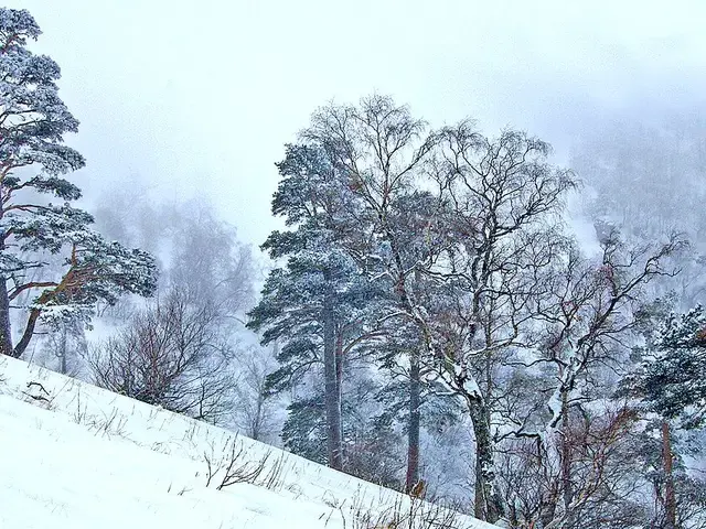 Forested ridges in Borjomi-Kharagauli National Park